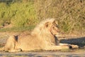 Male African Lion lying down Royalty Free Stock Photo