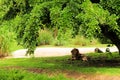 African Lion Royalty Free Stock Photo