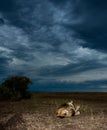 Male lion Scarface in Masai Mara Royalty Free Stock Photo