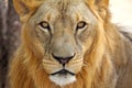 Male African Lion Panthera leo portrait Royalty Free Stock Photo