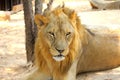 Male African Lion Panthera leo portrait Royalty Free Stock Photo