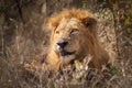 Male African Lion (Pathera leo)