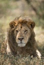 Male African Lion Portrait, Ndutu, Serengeti, Tanzania Royalty Free Stock Photo