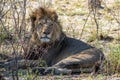Large male lion resting in the shade Royalty Free Stock Photo