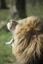 Male African Lion Royalty Free Stock Photo