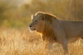 Male African lion at sunrise, Kruger National Park, South Africa Royalty Free Stock Photo