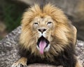 Male African lion yawn Royalty Free Stock Photo