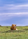 Male African Lion Yawning Royalty Free Stock Photo