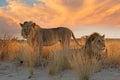 Male African lions in early morning light Royalty Free Stock Photo