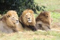 Male african lions Royalty Free Stock Photo