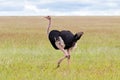 Male African Ostrich bird walking in open grassland at Serengeti National Park in Tanzania, Africa Royalty Free Stock Photo