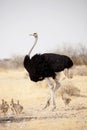 Male African ostrich with chicks,Etosha National Park, Namibia Royalty Free Stock Photo