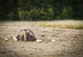 Male African ostrich in nest sitting on the eggs until they hatch Royalty Free Stock Photo