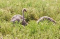 Male African ostrich in nest sitting on the eggs until they hatch. Royalty Free Stock Photo