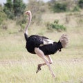 Male of African ostrich running Royalty Free Stock Photo