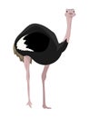 Male African ostrich Struthio camelus. Big Birds. Animals of Africa.