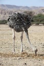 Male of African ostrich (Struthio camelus) in Hai Bar national r