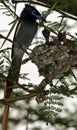 Male African Paradise Flycatcher bird, perched in a tree, feeding young, chicks, babies