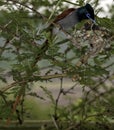 Male African Paradise Flycatcher bird, perched in a tree, feeding young, chicks, babies