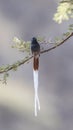 Male African Paradise Flycatcher on Tree Branch