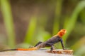 A male african rainbow lizard or red headed agama, Murchison Falls National Park, Uganda. Royalty Free Stock Photo