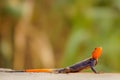 A male african rainbow lizard or red headed agama, Murchison Falls National Park, Uganda. Royalty Free Stock Photo