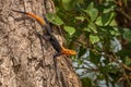 A male african rainbow lizard or red headed agama, Murchison Falls National Park, Uganda. Royalty Free Stock Photo