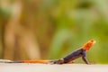 A male african rainbow lizard or red headed agama, Murchison Falls National Park, Uganda. Royalty Free Stock Photo