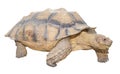 Male African spurred thigh tortoise, also called the sulcata tortoise Centrochelys geochelone sulcata - isolated cutout on white Royalty Free Stock Photo