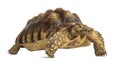 Male African spurred tortoise, Centrochelys sulcata Royalty Free Stock Photo