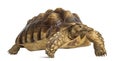 Male African spurred tortoise, Centrochelys sulcata