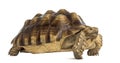 Male African spurred tortoise, Centrochelys sulcata