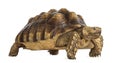 Male African spurred tortoise, Centrochelys sulcata