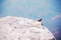 Male agama on cliffside rock