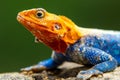 Male Agama Lizard