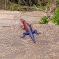 Male Agama lizard Royalty Free Stock Photo