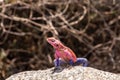 A male agama lizard standing on a rock