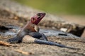 Male agama lizard turning head on rocks