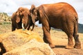 A male Agama Lizard on a volcanic rock in against the background of African Elephants at Tsavo East National Park in Kenya