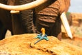 A male Agama Lizard on a volcanic rock in against the background of African Elephants at Tsavo East National Park in Kenya