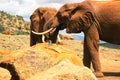 A male Agama Lizard on a volcanic rock in against the background of African Elephants at Tsavo East National Park in Kenya