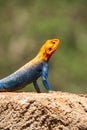 A male Agama Lizard on a volcanic rock in the wild at Tsavo East National Park in Kenya