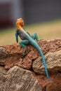 A male Agama Lizard on a volcanic rock in the wild at Tsavo East National Park in Kenya