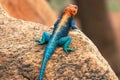 A male Agama Lizard on a volcanic rock in the wild at Tsavo East National Park in Kenya