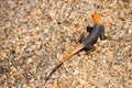 Male agama on a rock