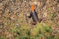 Male agama on a rock