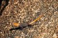 Male agama on a rock