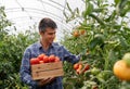 Male agronomist working in greenhouse pickig tomatoes Royalty Free Stock Photo