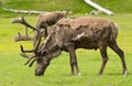 Male alaskan caribou Royalty Free Stock Photo