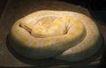 Male Albino Burmese Python